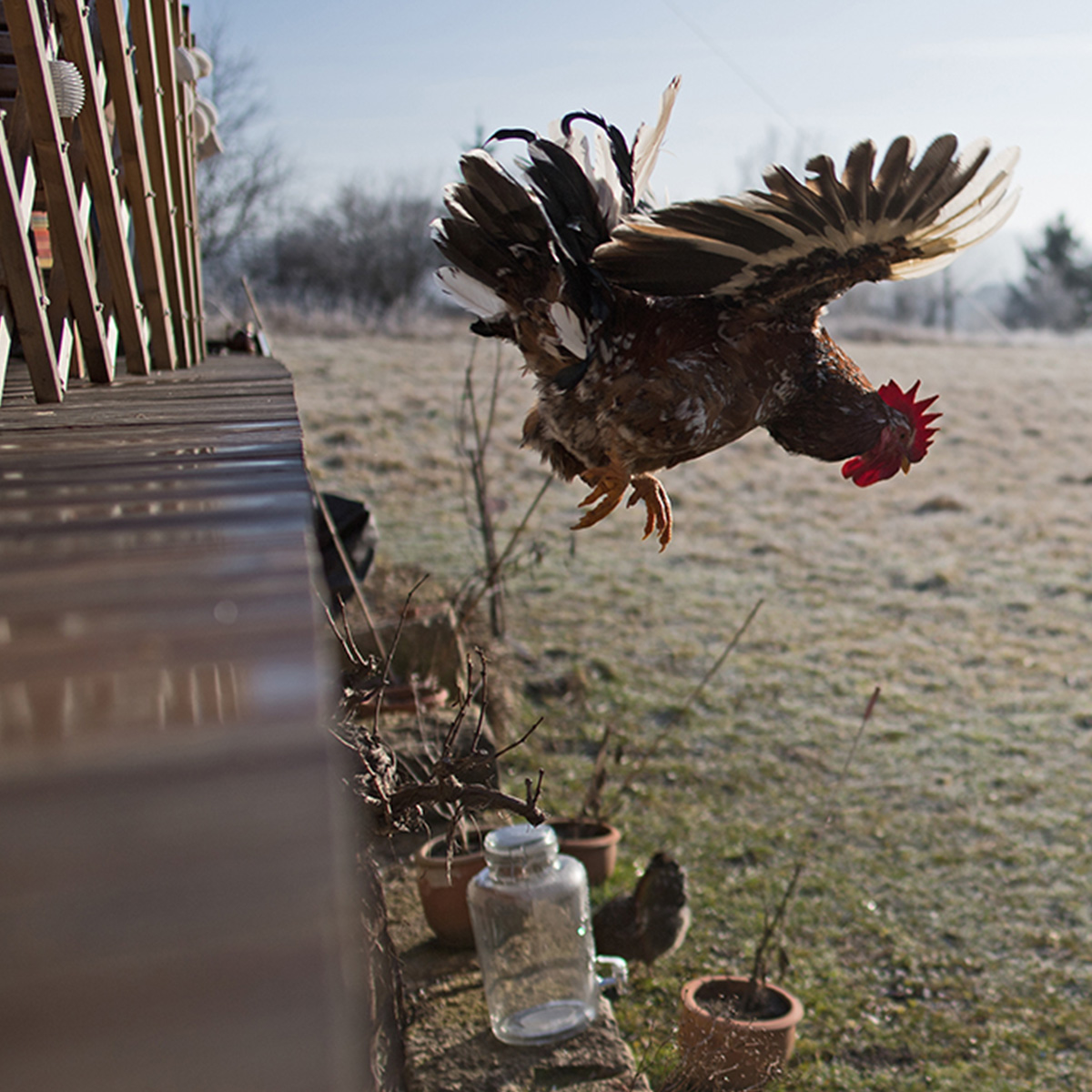 Huhn im Sprung vor frostiger Wiese – Jurte als Lernort in der Natur