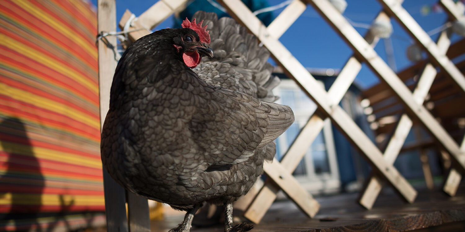 Huhn sitzt auf einer Holzstange vor einer Jurte