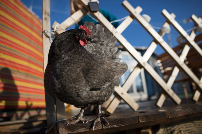 Huhn sitzt auf einer Holzstange vor einer Jurte