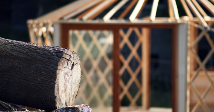 Grüne Pflanze vor geometrischem Jurtenmuster - Symbol für nachhaltiges Leben