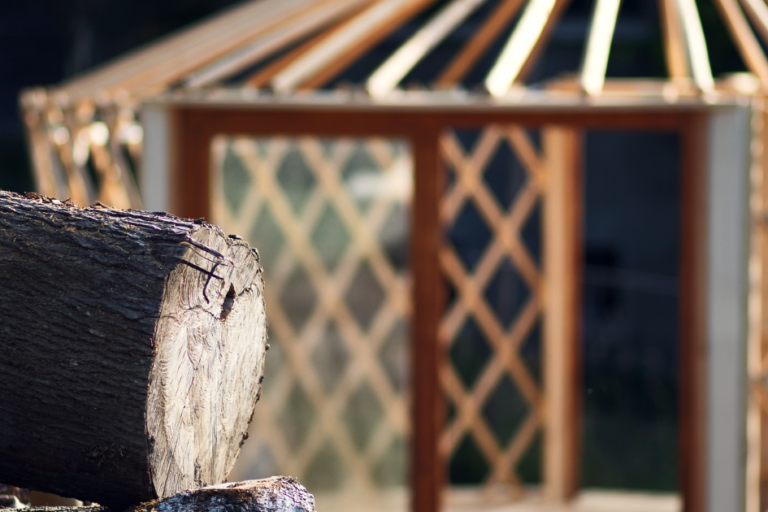 Grüne Pflanze vor geometrischem Jurtenmuster - Symbol für nachhaltiges Leben